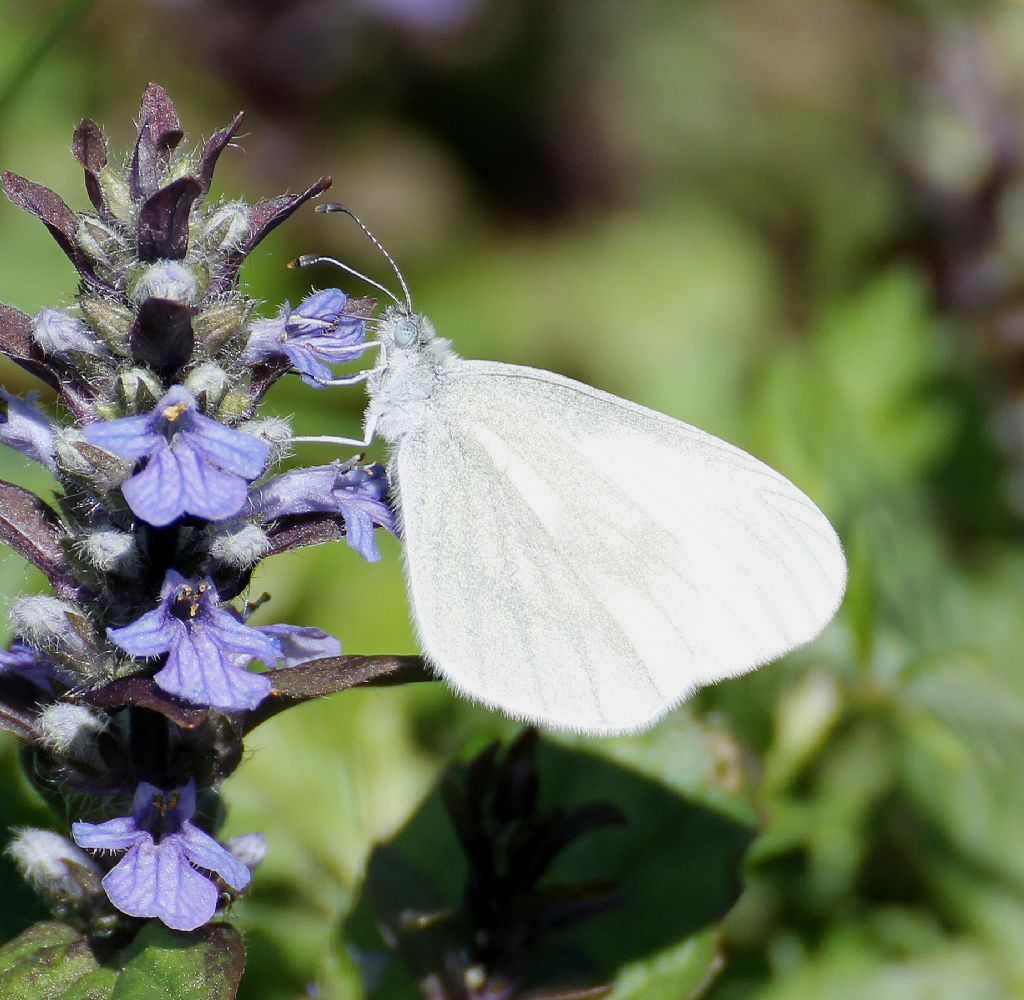 Pu essere Leptidea juvernica? - Leptidea cfr. sinapis